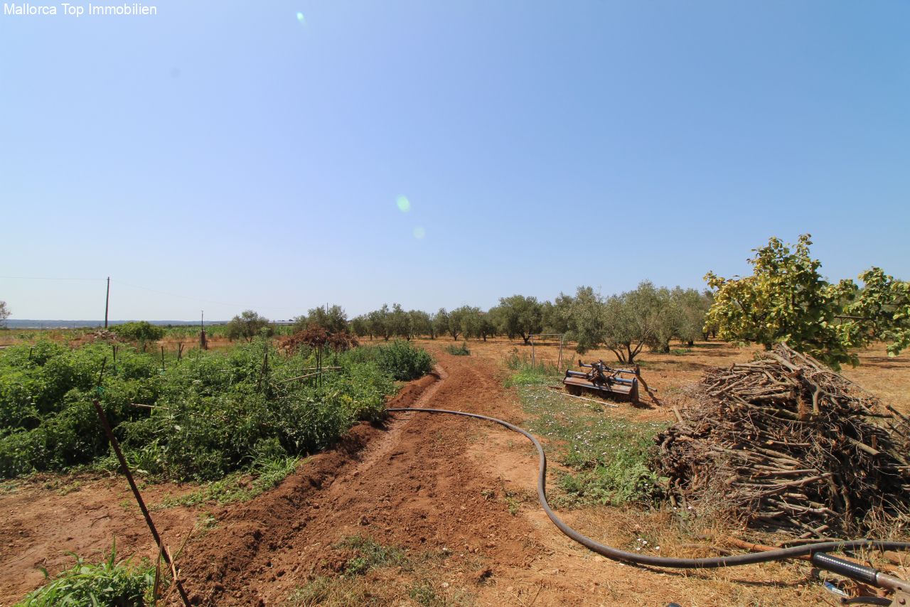 Finca mit eigener Windmühle und Olivenplantage