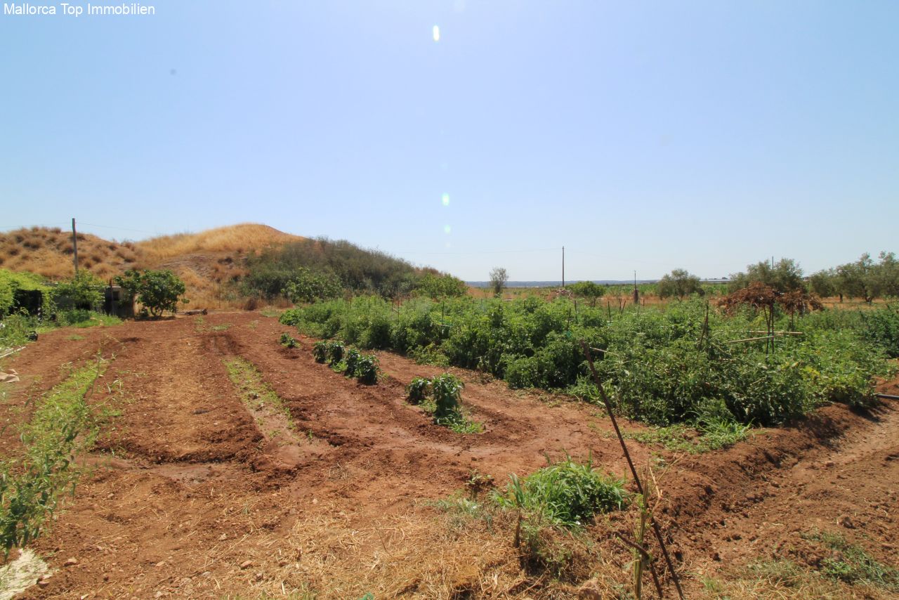 Finca mit eigener Windmühle und Olivenplantage