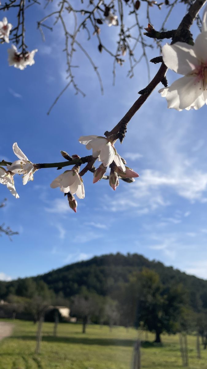 Mandelblüte auf Mallorca im Frühling – einer der schönsten Orte auf Mallorca zeigt sich in weiß-rosa Blütenpracht