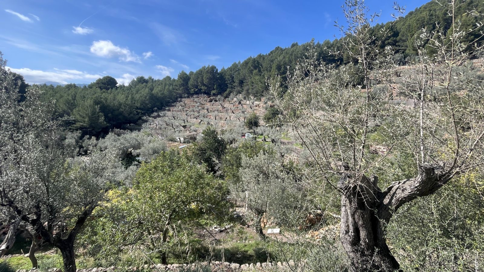 Typische Landschaft bei Sóller mit Bergen und blühender Vegetation im Frühjahr