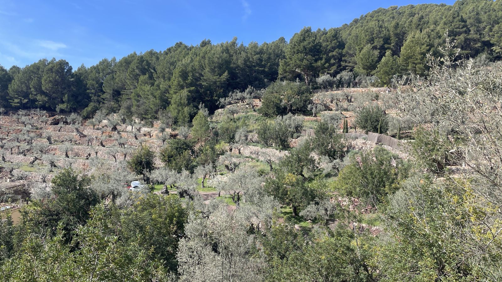 Panoramablick über das Tal von Sóller mit mallorquinischer Landschaft und Tramuntana-Gebirge