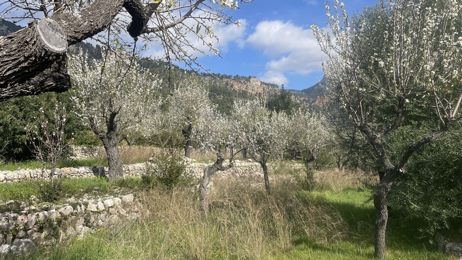 Blick auf Sóller mit typischen Terrassenfeldern und grünen Hängen der Serra de Tramuntana