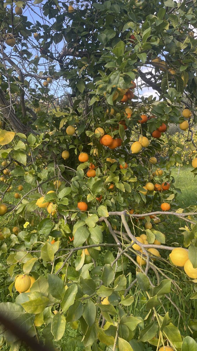 Baum mit sowohl Zitronen- als auch Orangenfrüchten auf Wanderpfad nahe Sóller